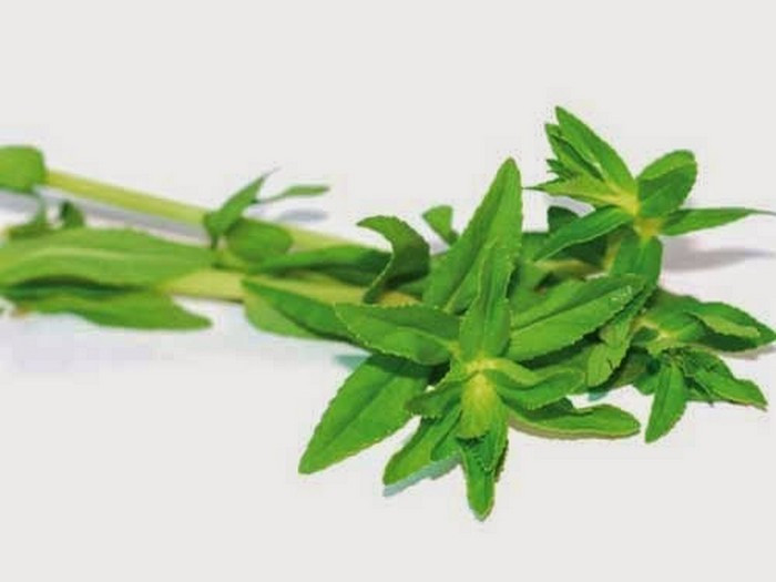 Bài 5. Rau ngổ. Rau om ở miền Nam thường dùng nấu canh chua (ở miền Bắc gọi là rau ngổ) thường mọc ở các bờ ao, các mương máng. Dùng khoảng 1 kg đem giã nát vắt lấy nước cốt hòa với nước dừa uống ngày 2 - 3 lần nếu là khô dùng 5 - 6 lạng sắc uống ngày 2 -3 lần. Thời gian dùng 5 - 7 ngày tùy lượng sỏi. Ảnh: Chuatribenhthan.