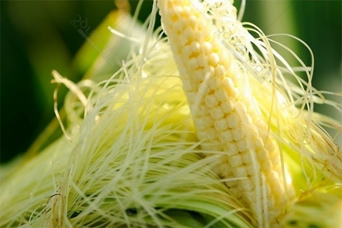 Bài 3. Bài thuốc gồm có 8g râu ngô, cam thảo 8g, quả sung khô 50gr, nhân trần 10g, hoa actisô 10g, lá vọng cách 10g, diệp hạ châu 8g, màng mề gà 10g, nghệ vàng 12g, bạch truật 12g, đảng sâm 20g, thổ phục linh 10g. Cho 5 bát nước vào đun còn 2 bát chắt lấy nước. Đổ thêm 2 lần 5 bát và lại chắt lấy nước. Cuối cùng cho tất cả nước đã chắt ra sắc và cô đặc còn 2 bát chia đều uống trong ngày. Ảnh: Camnangyhoc.