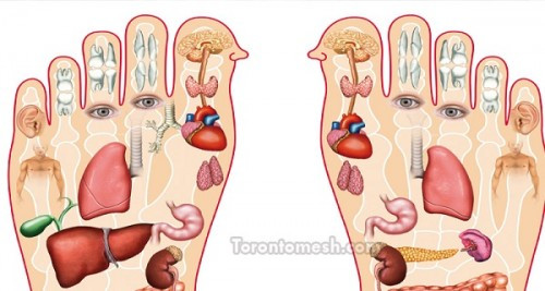 Các cơ quan nội tạng của cơ thể đều có liên quan mật thiết đến ngón chân. Phổi, đại tràng liên quan đến ngón chân cái, dạ dày và lá lách liên quan đến hai ngón chân, tim và ruột non liên quan đến 3 ngón chân, gan và túi mật liên quan đến 4 ngón chân, thận và bàng quang liên quan đến 5 ngón chân. Ảnh: Infonet.vn.