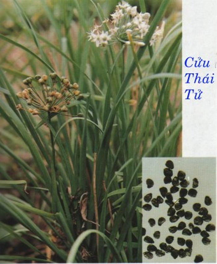 Tai hồng, hạt hẹ. Hạt hẹ 18g, tai quả hồng 7 cái, tai quả hồng rửa sạch, giã dập cho vào ấm pha trà, chế thêm 150ml nước sôi, ủ kín sau 20 phút, hạt hẹ phơi khô tán bột mịn, chia 2 lần uống trong ngày, với nước tai quả hồng, cần uống 2-3 ngày. Ảnh: Trithucsong.