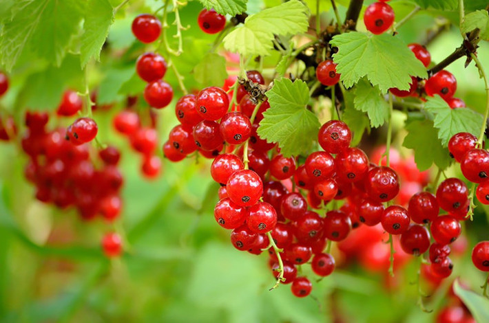 Các loại quả mọng: Chứa nhiều chất chống oxy hóa, flavnoid, carotenoids. Lutein và zeaxanthin là những chất chống oxy hóa chính có trong quả mọng. Chúng loại bỏ các chất sinh ung thư, mầm bệnh gây nhiễm trùng phổi và tốt cho người bệnh hen.