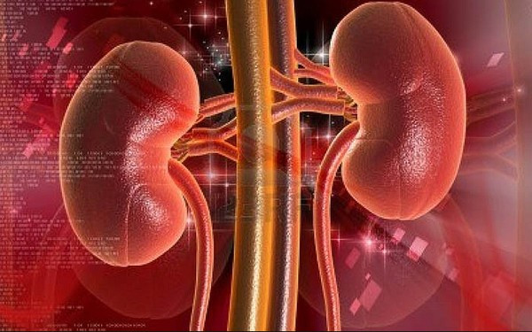 4. Trị thận hư, bạch trọc: Nhục thung dung, lộc nhung, sơn dược, bạch linh. Lượng bằng nhau, tán bột, trộn với nước cơm làm thành viên, to bằng hạt ngô đồng. Mỗi lần uống 30 viên với nước táo sắc. Ảnh: baithuocnamchuabenh.com.