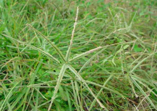 5. Bài thuốc 5: Cỏ mần trâu 8g, rễ cỏ tranh 8g, nhọ nồi 8g, lá muống trầu 4g, củ sả 4g, vỏ quýt 4g, gừng tươi 2g. Tất cả thái nhỏ, phơi khô (trừ gừng), sắc với 400ml nước còn 100ml uống làm hai lần trong ngày. Lưu ý: Không để chấn thương vùng sinh dục; Tránh để bị nhiễm lạnh và ẩm thấp, không ăn thức ăn cay, nóng; Giữ gìn vệ sinh bộ phận sinh dục. Ảnh: ngoisao.vn.