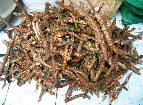 6. Bài thuốc 6: Củ xương bồ giã dập cùng với đậu đen. Trộn vào một ít giấm thanh, sao nóng, dùng miếng vải gói lại, chườm tại chỗ và vùng từ rốn trở xuống tới hạ bộ. Ảnh: thuoccapcuu.com.