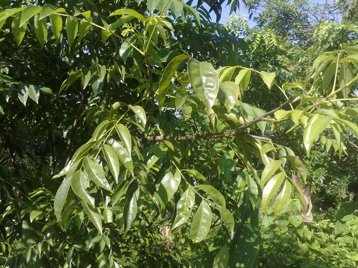 5. Thịt gà rang lá móc mật. Nguyên liệu: Nửa con gà, lá móc mật, sả, dầu hào, gia vị. Củ sả bóc bỏ bẹ già, phần củ non rửa sạch thái lát chéo. Ảnh: Emdep.vn.
