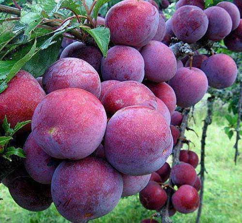 3. Mận. Mận là loại trái cây vừa ngọt, vừa chua, nhiều nước, được ưa thích vào mùa hè. Mận giàu chất xơ, nhiều axit amin, protein và muối khoáng. Ngoài ra, mận không có chất béo hoặc cholesterol xấu. Đông y đánh giá mận có tác dụng thanh nhiệt, lợi thủy, sinh tinh dịch, ăn khó tiêu, khó tiểu tiện.