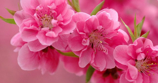 Hoa đào thì tính bình, vị đắng, có tác dụng thông tiểu tiện, hoạt huyết, nhuận tràng (hoa đào tươi sử dụng tốt hơn hoa đào khô). “Bản Thảo Cương Mục” của Lý Thời Trân (Trung Quốc) còn nói công năng của hoa đào làm thông đại tiện rất nhanh, tiêu tích trệ, trị phù thũng... Ảnh: Quantrimang.com.