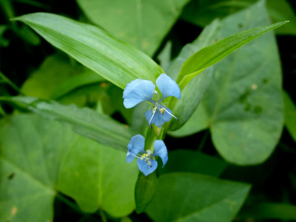 Nhờ những đặc tính ưu việt của mình mà thài lài trắng đem lại hiệu quả chữa bệnh cao, có thể tham khảo một số bài thuốc thông dụng sau với nguyên liệu chính từ loài cây cỏ này.