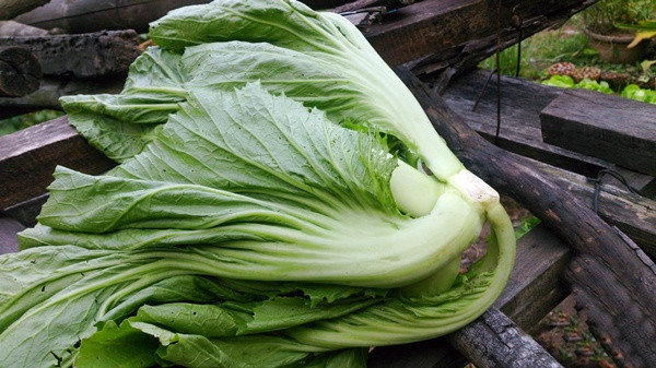 1. Cải bẹ muối chua giòn. Nguyên liệu: Dưa cải, muối, đường, nước ấm. Cải mua về tách bẹ cắt khúc 3-4cm, rửa sạch bụi bẩn. Dàn cải ra 1 cái khay có lỗ hoặc rổ lớn, mang ra nắng phơi cho cải ỉu mềm. Nếu không có khay rổ bạn có thể dùng mâm bình thường và lót 3 lớp giấy báo lên mâm rồi mới trải cải vào. Ảnh: kenhphunu.com.