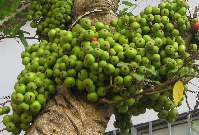 5. Vỏ thân cây sung. Chữa phong thấp, sốt rét, sản phụ thiếu sữa: Hằng ngày nấu nước vỏ cây sung uống thay nước. Ảnh: Blogcaycanh.vn.
