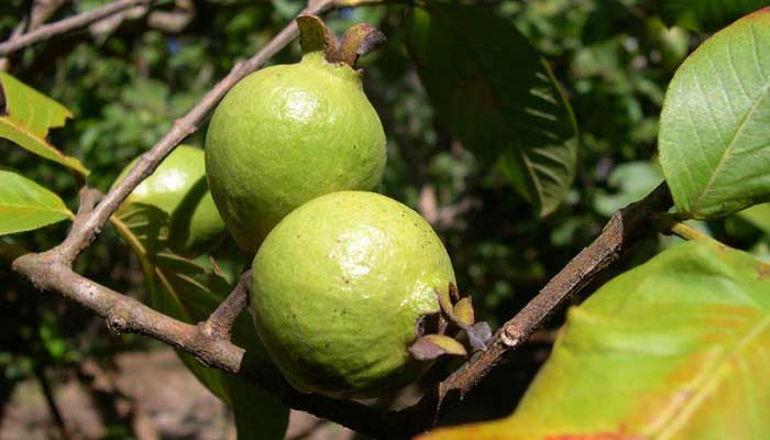 6. Vỏ thân cây ổi. Chữa tiêu chảy: Vỏ thân cây ổi, vỏ cây vối, đọt cây hồng xiêm mỗi vị 20g. Tất cả thái nhỏ, sao vàng, hạ thổ, sắc với 400ml nước còn 100ml, uống làm hai lần trong ngày. Có thể dùng dưới dạng bột, mỗi lần uống 15-20g (đối với người lớn), 5-10g (trẻ em). Dùng nhiều ngày. Ảnh: AloBacsi.