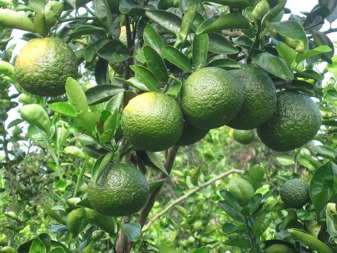 4. Vỏ thân cây cam. Vỏ thân cây cam vị ngọt, hơi the, tính mát; có tác dụng hạ khí đầy, điều hòa tỳ vị. Ngày uống 4-10g dưới dạng thuốc sắc. Ảnh: Nuôi trồng.