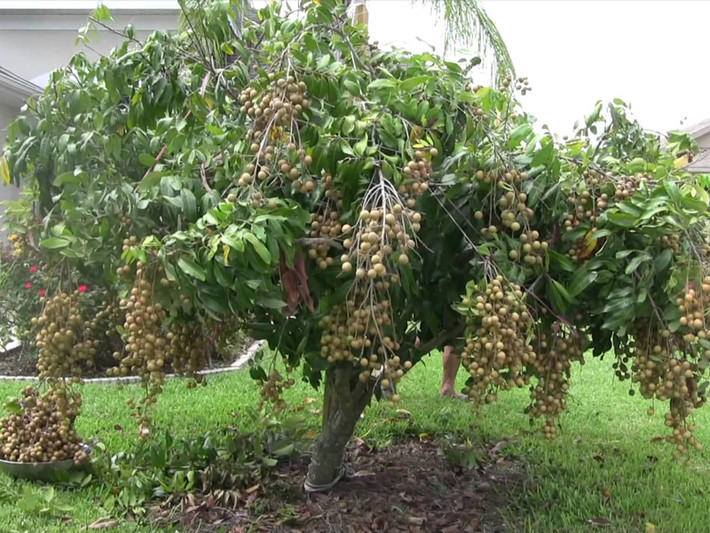 1. Vỏ thân cây nhãn. Chữa bỏng: Tác dụng trị bỏng của cao vỏ nhãn khá tốt, đặc biệt rút ngắn được thời gian lành bệnh. Trích ly vỏ cây nhãn thông qua dung môi ethanol. Cao khô vỏ nhãn đã được bào chế thành các chế phẩm trị phỏng dạng pommade (6%) và dầu thoa (1,5%). Ảnh: ecolandscape.vn.