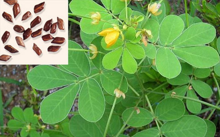 Trà và thảo quyết minh. Rễ cây chè tươi 30g, trạch tả 60g, thảo quyết minh 12g. Tất cả thái vụn hãm uống hàng ngày. Có công dụng làm giảm mỡ máu và phòng chống béo phì. Loại trà rất thích hợp với những người bị gan nhiễm mỡ kèm theo tình trạng rối loạn lipid máu, bệnh lý mạch vành. Ảnh: Sieuthilamdep.