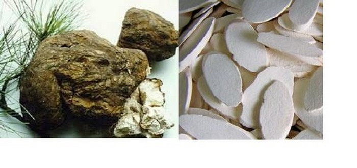 Trà và bạch linh (ảnh). Hoa trà 2g, trần bì 2g, bạch linh 5g. Ba thứ thái vụn hãm với nước sôi trong bình kín, sau 20 phút thì dùng được, uống thay trà trong ngày. Có công dụng kiện tỳ hóa thấp, lợi niệu trừ đàm. Ảnh: Trangpuclinh.