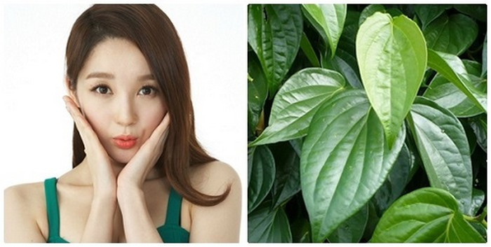 Thoa phần hỗn hợp này lên da và massage nhẹ nhàng trong 15 phút. Sau đó tắm lại bằng nước ấm với sữa tắm và đừng quên thoa kem dưỡng da sau khi tắm xong để giúp làn da mịn màng và trắng mịn hơn. Nên tắm lá trầu không mỗi tuần 3-4 lần để đạt được hiệu quả tốt nhất. Tắm trong khoảng 2 tháng sẽ có kết quả như ý. Ảnh: Dieutrimun.