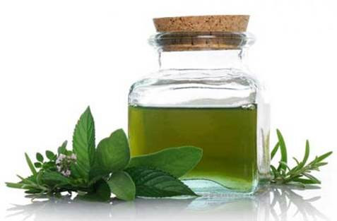 Bên cạnh các tác dụng tuyệt vời của hương nhu, cũng cần kiêng kị như sau: uống quá nhiều nước hương nhu sẽ bị hao khí, không nên uống nóng sẽ gây nôn mửa vì hương nhu có tính ôn; người trúng nhiệt không dùng; người chân khí hư yếu không nên uống; người mồ hôi nhiều, biểu hư tuyệt đối không dùng. Ảnh: ykhoaviet.edu.vn. (Thông tin trong bài chỉ mang tính chất tham khảo, trước khi sử dụng bài thuốc, vui lòng hỏi ý kiến bác sĩ).