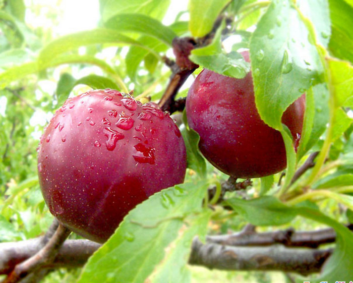 Những năm lại đây, cây mận không chỉ mang lại giá trị kinh tế cho các hộ gia đình ở Sơn La, mà còn giúp bà con có thêm thu nhập từ việc mở dịch vụ chụp ảnh từ hoa mận. Ngoài những giá trị kinh tế đó, các bạn trẻ có thể tận dụng để làm đẹp từ quả mận, hoa mận. Ảnh: Cayxanhduhoc.