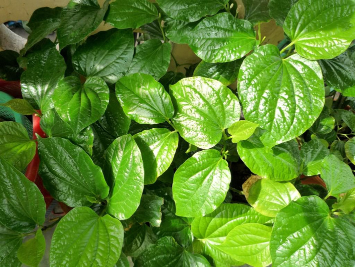 Bài thuốc 2: Dùng 30g lá lốt tươi, 30g rễ cỏ xước, 30g rễ cây bưởi bung, 30g rễ cây vòi voi. Đem tất cả nguyên liệu thái nhỏ rồi sao vàng, sắc với 600ml nước. Khi thấy nước còn lại 1/3 ban đầu, khoảng 200ml nước thì nhấc xuống, chia uống 3 lần một ngày. Bài thuốc này phải uống liên tục 1 tuần thì mới thấy được hiệu quả. Ảnh: Ancotnam.vn.