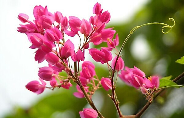 Dùng cây hoa ti gôn như một loại trà thảo dược để chống viêm, giảm đau, chống lạnh, chứng bệnh ho, hỗ trợ chữa bệnh tiểu đường bằng cách dùng hàng ngày như trà. Ảnh: vietnamnet.vn.