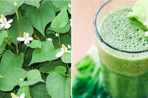 Đối với trên 6 tháng, khi bị sốt, cách hạ sốt nhanh cho bé là giã nát lá diếp cá, đổ thêm một chút nước vào và lọc lấy nước uống. Phần bã đem đắp thái dương. Ảnh: kiwilover.com.