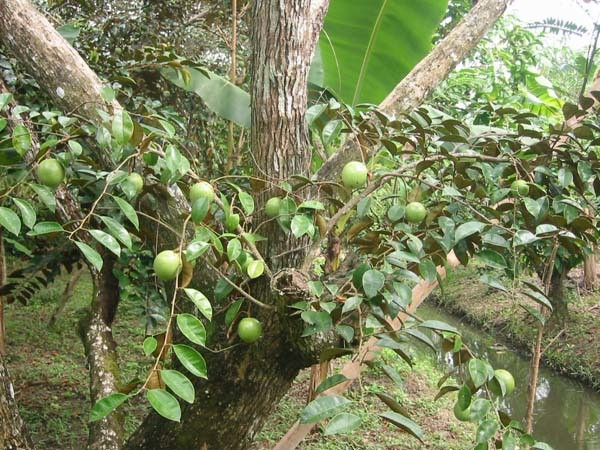 2. Vỏ cây vú sữa. Giảm nhanh các cơn ho, đau dạ dày: Vỏ trên thân cây vú sữa lại là bài thuốc trị các cơn ho, đau dạ dày và phục hồi sức khỏe rất tốt. Ảnh: suckhoedoisong.vn.