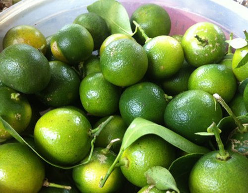 Chữa ho, đờm: Rửa sạch lá húng chanh và quất xanh, cho vào máy xay sinh tố xay nhuyễn rồi thêm lượng đường phèn vừa đủ, hấp cách thủy khoảng 20 phút. Cho bé uống liên tục 1-2 lần/ngày đến khi hết ho.