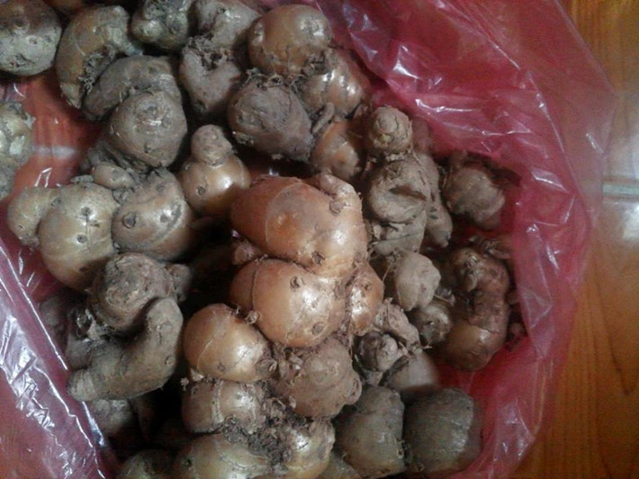 9. Củ địa liền. Củ địa liền nhai nhỏ, nuốt xuống, rồi khạc ra xương sẽ theo ra. Ảnh: Tamsudanba.com.