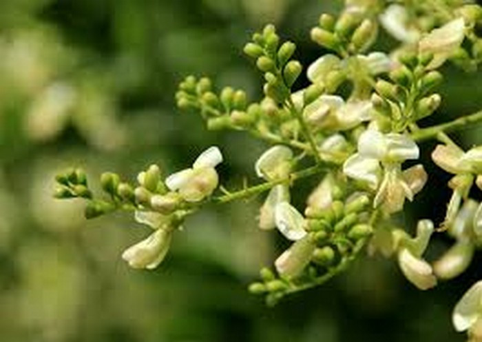 Hoa hòe. Các nhà khoa học đã chứng minh hoa hòe có chứa vitamin P giúp giảm tính thẩm thấu của mao mạch. Bạn chỉ cần dùng hoa hòe phơi khô, ướp lấy nước uống như pha trà. Ảnh: Troxivein.