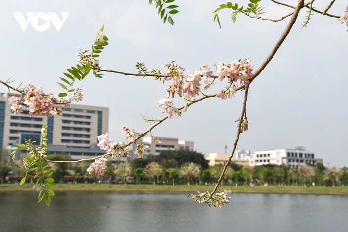 Đây là cây ưa sáng, mọc nhanh. Chính vì vậy, chính quyền tỉnh Bắc Ninh đã trồng quanh bờ nước để tạo bóng mát khi dừng chân tại bờ hồ.