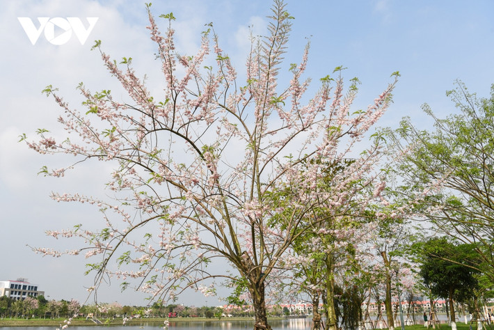 Đỗ mai là cây thuộc họ đậu và còn có nhiều tên gọi khác như điệp anh đào, hồng mai, đào đậu, đậu anh đào, anh đào giả. Sở dĩ gọi đỗ mai vì cây có quả giống đậu (đỗ) và ra hoa vào dịp Tết giống hoa mai. Người dân Bắc Ninh quen gọi đỗ mai là hoa anh đào nhiệt đới.