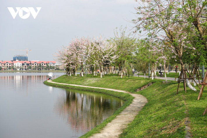 Hoa đỗ mai ở dọc bờ hồ là một địa điểm vô cùng mới mẻ dành cho những tín đồ yêu màu hồng và thích sự dịu dàng.