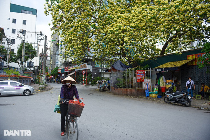 Theo người dân ở đây, cây hoa bún có tuổi đời ước tính khoảng 300 năm. Cây hoa bún cũng được các cụ cao niên trong làng coi như "báu vật".