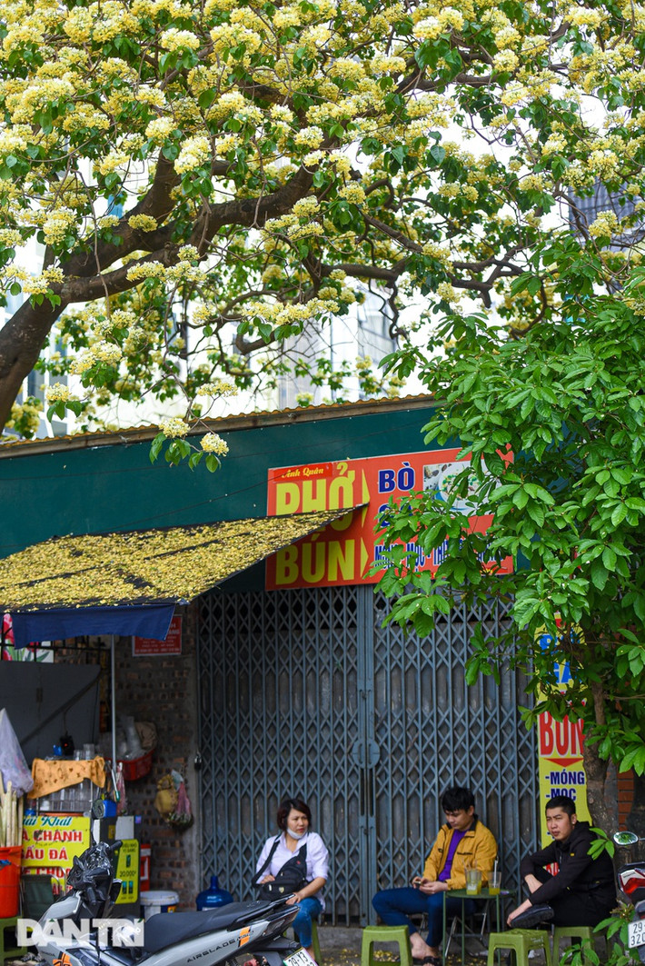 Cây hoa bún quen thuộc với người dân ở các tỉnh miền Trung như: Quảng Nam, Ninh Thuận, Thừa Thiên - Huế..., nhưng tại Hà Nội không nhiều người biết về cây này.