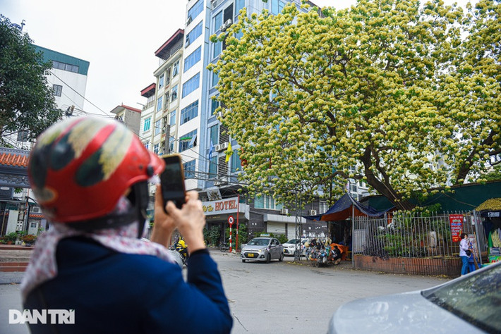Bà Dung, ở trọ gần khu vực cây bún cho biết: "Tôi hàng ngày vẫn đi qua cây hoa bún này, thấy đẹp quá nay mới có thời gian dừng xe lại để chụp ảnh. Hoa vàng nở nhiều, nhìn rất đẹp mắt, mà loài hoa này cũng rất lạ tôi không thường thấy".
