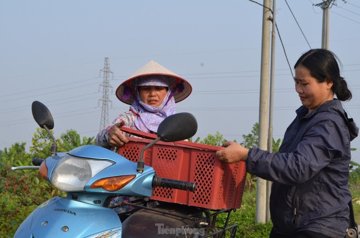 Sau khi thu hoạch xong thì thương lái đến mua tận vườn. Loài quả này có thể được chế biến làm các loại nước uống giải nhiệt cho mùa hè; dâu cũng có thể dùng để ngâm rượu.