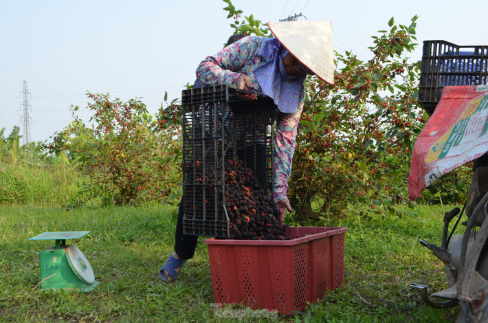 Mỗi ngày, hộ bà Lan thu hoạch được từ 40-50kg dâu. Vì là đầu mùa nên giá rơi vào khoảng 15.000 đồng/kg, nhưng vào chính vụ thì rẻ hơn chừng 5-7.000 đồng/kg.