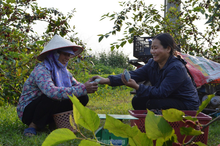 Niềm vui của người nông dân xã Hiệp Thuận khi nhận được "trái ngọt" sau nhiều ngày thu hoạch những trái dâu do chính mình vất vả chăm bón.