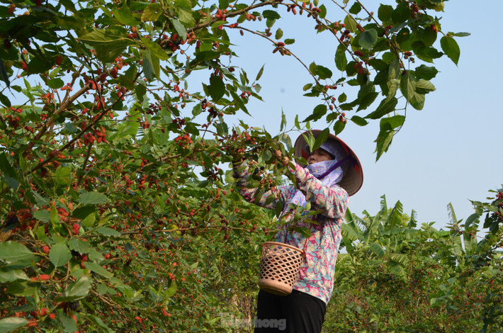 Để nhân giống, có thể dùng phương pháp chiết cành.