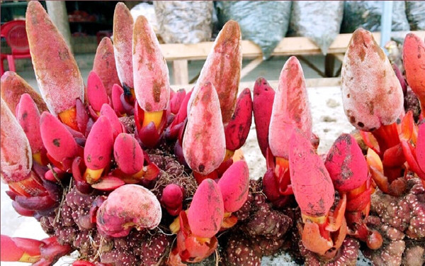 Nấm ngọc cẩu có tên khoa học là Cynomorium songaricum, thuộc họ Balanophoraceae. Nó cũng có tên gọi phổ biến khác là nấm tỏa dương, củ pín, xà cô, địa mao cầu, củ gió đất...
