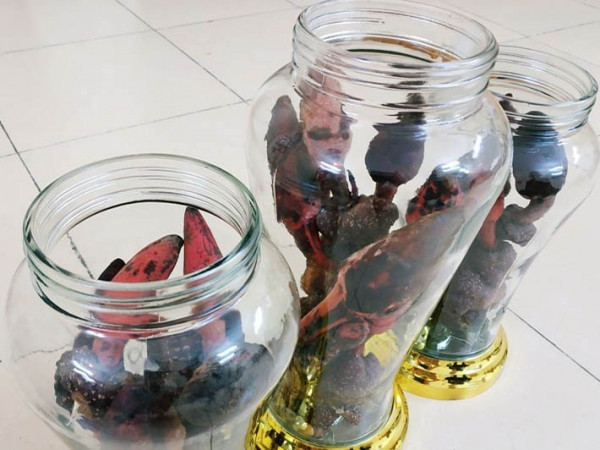Điều đáng nói, tác dụng của loại cây này chỉ ở mức độ vừa phải, không “dữ dội” như những thông tin được truyền tai.
