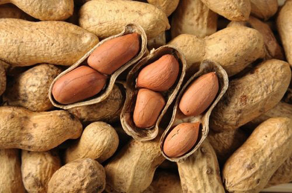 Lạc cũng là thực phẩm giàu phospholipid có tác dụng lên chất nhầy trên niêm mạc, có tác dụng nhất định trong việc bảo vệ niêm mạc dạ dày.