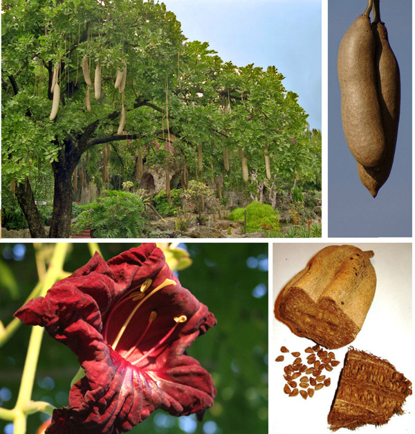Kết quả nghiên cứu cho thấy quả xúc xích có chứa nhiều thành phần như polyphenol, lipid, aglycones, stigmasterol, campesterol và ß-sitosterol... Trong số đó, polyphenol được biết đến có tác dụng chống oxy hóa, loại bỏ các gốc tự do. Chúng có khả năng bảo vệ da khỏi tổn thương do bức xạ UV gây ra.