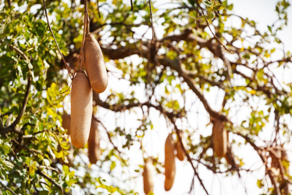 Nhờ các thành phần bên trong, quả xúc xích được cả y học hiện đại và y học cổ truyền tận dụng, chiết xuất để tạo ra những sản phẩm có lợi cho sức khỏe. Cụ thể, trong y học cổ truyền Châu Phi, quả xúc xích khô được nghiền nát và sử dụng như chất làm mềm da, chống lại bệnh chàm, vẩy nến...
