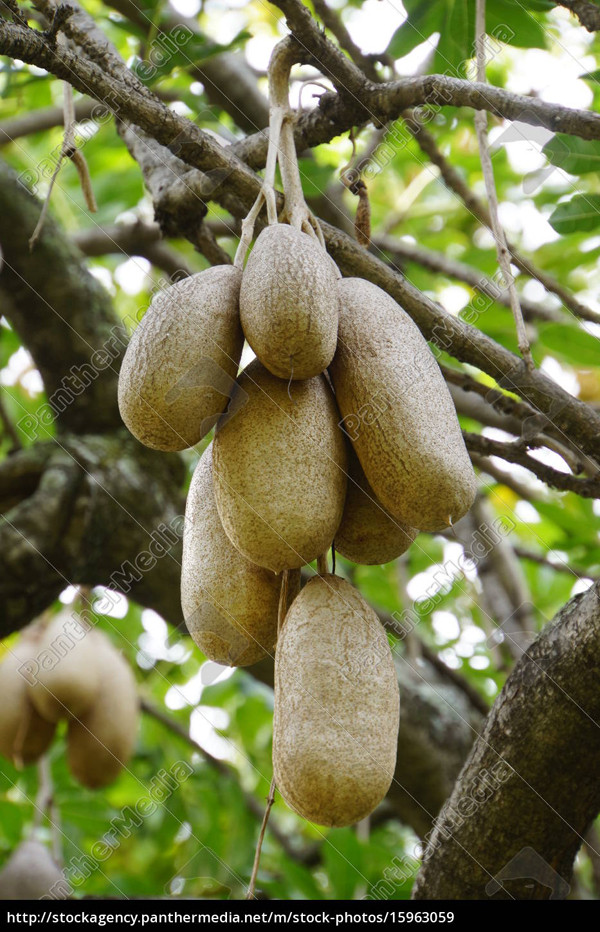 Đặc biệt, quả xúc xích còn là nguồn thực phẩm cứu đói cho rất nhiều người dân bản địa. Do quả chứa độc tố nên người Châu Phi không ăn trực tiếp mà chỉ tận dụng phần hạt bên trong.
