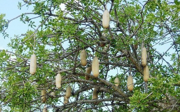 Cây xúc xích (Kigelia Africana) sở hữu một trong những loại quả kỳ lạ nhất thế giới thực vật. Loại cây này có nguồn gốc từ Tây Phi song hiện ngày càng trở nên phổ biến ở khắp Châu Phi.