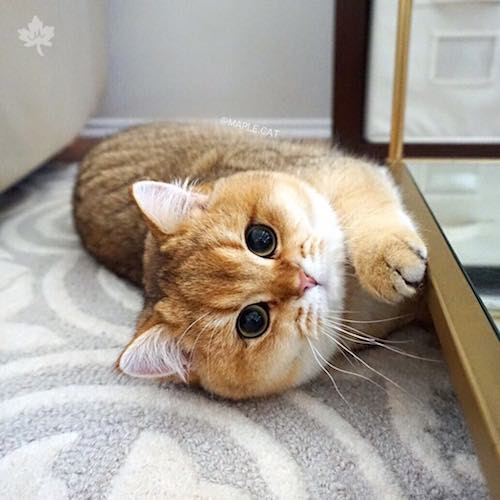 Tuổi Mão trung thực, đa cảm đôi khi yếu đuối, nhưng không bao giờ đánh mất ước mơ của mình. Họ sẵn sàng lên kế hoạch tương lai, không bao giờ lãng phí thời gian hay để cơ hội vuột mất một cách vô ích.