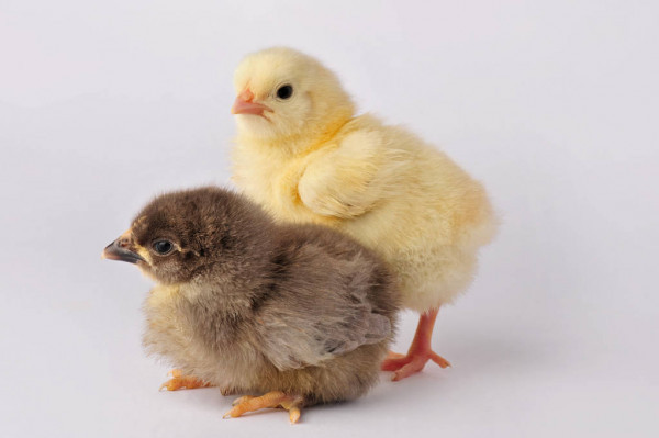Tuổi Dậu nói ít làm nhiều nên công việc khởi sắc. Chăm chỉ làm thêm, tuy nhiên, tuổi Dậu cần cân nhắc đối tác cụ thể kẻo bị lợi dụng.