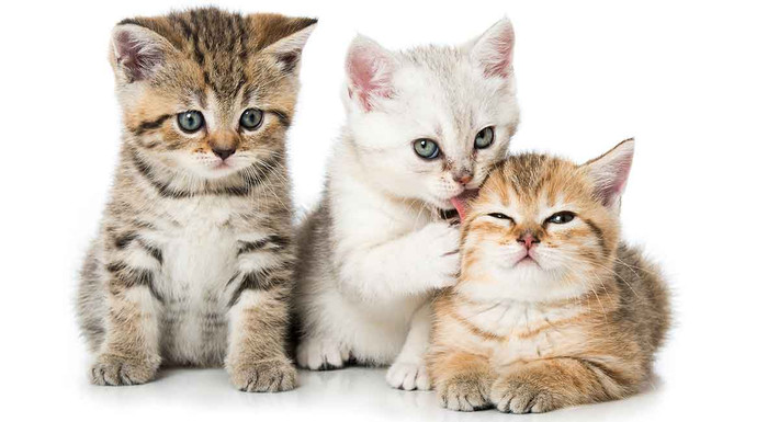 Tuổi Mão tránh xa những suy nghĩ thiển cận hoặc tính toán quá chi li, ảnh hưởng đến khí chất cũng như khả năng phát triển. May mắn là việc kinh doanh của con giáp được bạn bè giúp đỡ, thu về nhiều tài lộc.