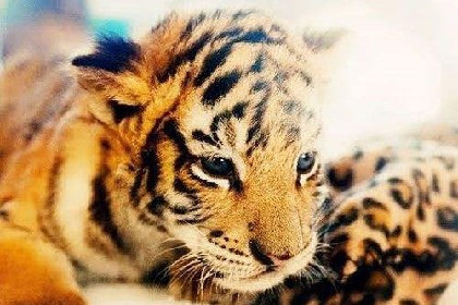 Tuổi Dần hôm nay có cơ hội làm ăn lớn, hãy nhanh tay giành lấy kẻo rơi vào tay đối thủ. Công việc tại văn phòng hơi ảm đạm, hãy dành thời gian trò chuyện với đồng nghiệp để giúp không khí sôi nổi hơn.
